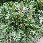 Acanthus spinosus Други