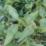 Polygonum persicaria برگ