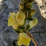 Antirrhinum latifoliumFlower