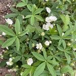 Potentilla alba Φύλλο