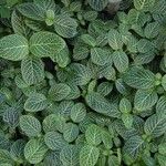 Fittonia albivenis List