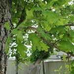 Quercus alba Yaprak