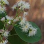 Syzygium × intermedium Flor