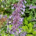 Nepeta grandiflora Flor