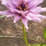 Catananche caeruleaFlower