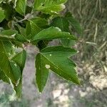 Acer glabrum Leaf