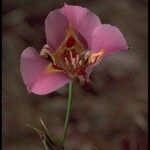 Calochortus venustus ᱵᱟᱦᱟ