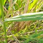 Paspalum urvillei Leaf