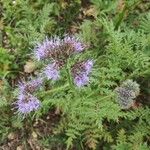 Phacelia tanacetifoliaCvet