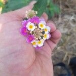 Lantana camaraKwiat