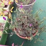 Lampranthus multiradiatus Kvet