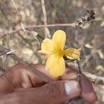 Barleria lupulina Blomma