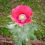 Papaver somniferumLorea