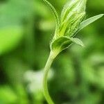 Silene apetala Flower