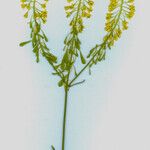 Isatis tinctoria Frugt