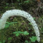 Chamaelirium luteum Fiore