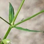 Stellaria palustris Folha