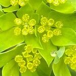 Bupleurum rotundifolium Blüte
