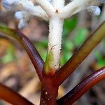 Psychotria leratii چھال