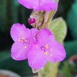 Tradescantia sillamontana ᱵᱟᱦᱟ