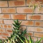 Aloe distans Deilen