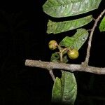 Iryanthera juruensis Fruit