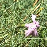 Dianthus hyssopifolius ফুল