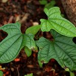 Dioscorea sansibarensis Hoja