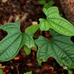 Dioscorea sansibarensis Blatt