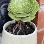 Aeonium aureum Φύλλο