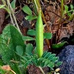 Vicia lutea Plod