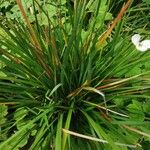 Dietes iridioides Blatt