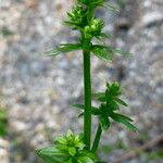 Galium boreale Floare