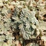 Coldenia procumbens Feuille