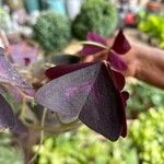 Oxalis triangularisLeaf