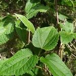 Clematis mauritiana Leaf