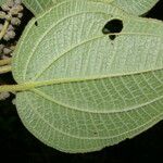 Miconia costaricensis Leaf