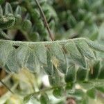 Oxytropis campestris Hoja