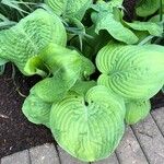 Hosta sieboldiana Folha