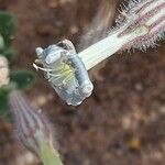 Silene succulenta Flower
