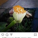 Haemanthus deformis Květ