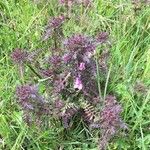 Pedicularis palustris ഇല