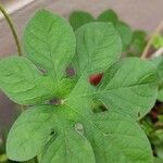 Ipomoea pes-tigridis Leaf