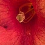 Campsis grandiflora Fula