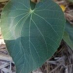 Abutilon exstipulare Leaf