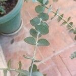 Eucalyptus pulverulenta Blad