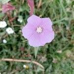 Anoda acerifolia Квітка