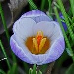 Crocus biflorus Flower
