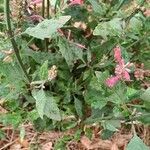 Agastache rupestris Leaf