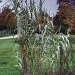 Arundo donax 整株植物